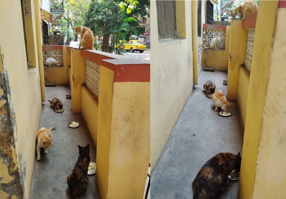 5 cats having lunch